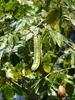 Fagiolo ghiacciato (Inga edulis)  - 3 semi germogliati Anteprima dell’immagine prodotto 3