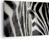 Bild auf Leinwand - Leinwandbild - Zebra Streifen Tierwelt Produktbild-Vorschau 1