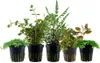 Wabikusa Set mit 5 Topf Pflanzen Aquariumpflanzen Set 245 Produktbild-Vorschau 1