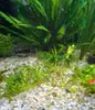 Ghiaia per acquario in quarzo grigio, fondo naturale 2-4 Anteprima dell’immagine prodotto 9