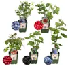 Plants by Frank | Früchte Oase  Obstpflanzen Mix | Produktbild-Vorschau 1