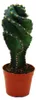 Cereus jamacaru "Spiralis" - Spiralkaktus im Mini-Format - Produktbild-Vorschau 1