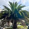 Semená Phoenix Canariensis - balenie 10 ks - Semená palmy - Náhľad obrázku produktu 9