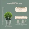 Plants by Frank | Echte Stechpalme Kugel XL | Ilex Crenata Produktbild-Vorschau 7
