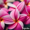 Frangipani Tekuté Hnojivo 2x1 L – 3-4-3 NPK – Pro Plumeria Náhled obrázku produktu 6