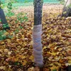 A tree trunk wrapped in burlap with blue twine, surrounded by fallen autumn leaves. Anteprima dell’immagine prodotto
