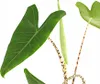 Dehner Pfeilblatt, Alocasia zebrina, gestreifte Stängel, Produktbild-Vorschau 2