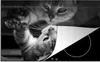 KitchenYeah© Herdabdeckplatte Katze schaut auf ihr Produktbild-Vorschau 1