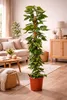 Epipremnum Aureum Ivy na patyku z mchu 160cm - roślina Podgląd zdjęcia produktu 3