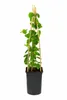 Echtes Geißblatt 60-80 cm – Lonicera tellmanniana | Produktbild-Vorschau 4