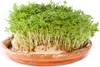 Kresse Ganzjahres-Gemüse-Sprossensamen 10G Produktbild-Vorschau 10