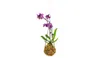 Gardners Kokedama Phalaenopsis (L) Náhled obrázku produktu 1