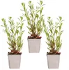 Bloomique - Zestaw 3 sztuk - Gaura Lindheimeri - Piękna Podgląd zdjęcia produktu 5
