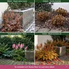 Stauden Gänge 1 x Astilbe arendsii 'Astary Rose' im 0,5 Produktbild-Vorschau 6