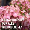 Hnojivo pre rododendrony s dlhodobým účinkom 0.85KG COMPO. Náhľad obrázku produktu 4