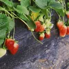 Truskawka pnąca wisząca  1L Podgląd zdjęcia produktu 4