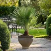 A potted palm tree sits on a gravel path in a garden setting, with outdoor furniture visible in the background. Podgląd zdjęcia produktu