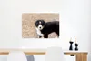 MuchoWow® Poster Berner Sennenhund Welpe am Morgen 60x40 cm Produktbild-Vorschau 5