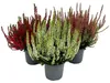 Set de 3 plants de Calluna vulgaris (bruyère cendrée), Voir les images du produit 1