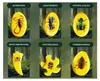 Ausgrabungen von Insektenfossilien in Bernstein, Produktbild-Vorschau 8