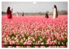 Tulpen (Wandkalender 2027 DIN A4 quer), CALVENDO Produktbild-Vorschau 6