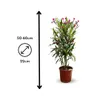 Laurier rose - nerium oleander - ↕ 50-60 cm - ⌀ 22 cm - Voir les images du produit 3