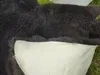 Véritable peau de mouton mérinos allemande Nature blanc et Voir les images du produit 5