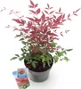Green boutiQ - Plante de jardin - Nandina Obsessed - Rouge Voir les images du produit 2