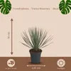 Trendyplants - Yucca Rostrata - Winterhart - Gartenpflanze Produktbild-Vorschau 4