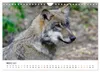 Unsere Wölfe - Ein Wildtier kehrt zurück (Wandkalender 2027 Produktbild-Vorschau 6