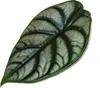 Alocasia baginda Silver Dragon Tropical Root Alocasia Anteprima dell’immagine prodotto 3