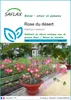 SAFLAX  - Rose du désert - 8 graines - Adenium Voir les images du produit 1