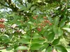 Albero del pepe giapponese (Zanthoxylum piperitum)  - 10 Anteprima dell’immagine prodotto 2