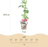 GreenboutiQ - Obstpflanzen - Taybes - Rubus Tayberry - Produktbild-Vorschau 3