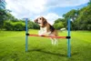 maxxpro Agility Spring Stick - Set Agility für Hunde - 85 x Produktbild-Vorschau 3