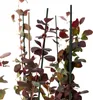 Berberys Thunberga  Atropurpurea 1L Podgląd zdjęcia produktu 8