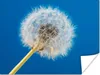 MuchoWow® Poster Löwenzahn - Blume - Terrasse 120x90 cm - Produktbild-Vorschau 1