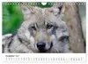 Unsere Wölfe - Ein Wildtier kehrt zurück (Wandkalender 2027 Produktbild-Vorschau 14