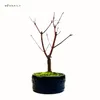 Bonsai - Bonsai baum Japanischer Fächerahorn - Acer (Ahorn) Produktbild-Vorschau 4