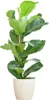 Ficus Lyrata – Figuier lyre – Plante d'intérieur ↕80 cm – Voir les images du produit 1