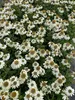Stauden Gänge 3 x Echinacea purpurea 'PowWow White' - Produktbild-Vorschau 2
