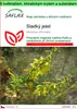 SAFLAX Garden to go - sladký jetel - Melilotus officinalis Náhled obrázku produktu 1