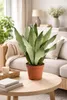 Sansevieria Moonshine cca 50 cm – sansevierie, pokojová Náhled obrázku produktu 2