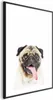 Posterpapier Poster - Pug 40x60 cm Für Kinder g-B-0098-ao-a Produktbild-Vorschau 1