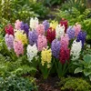 Green boutiQ - 40x Hyacinthus mix - Hyazinthen-Mix - Produktbild-Vorschau 2