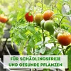 Raubmilben gegen Spinnmilben bei Gemüse-, Zier- & Produktbild-Vorschau 7
