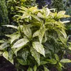 2 x  Aukuba giapponese  - Aucuba japonica 'Crotonifolia'  | Anteprima dell’immagine prodotto 2