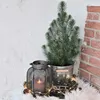 1x Pinus Pinea Silver Crest P17 H50 Produktbild-Vorschau 4
