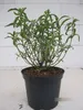 Cistus purpureus Alan Fradd - Zistrose Alan Fradd 25-30cm Produktbild-Vorschau 3