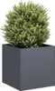 A round green bush in a square gray planter. Produktbild-Vorschau